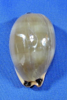 Luria lurida